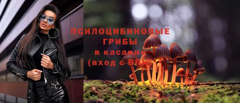 магазин    Вязники  дарк нет как зайти  Псилоцибиновые грибы Psilocybine cubensis 